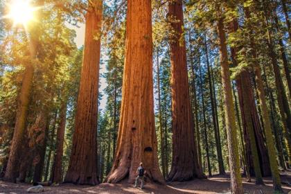 أجمل 10 كلمات إنجليزية - Sequoia